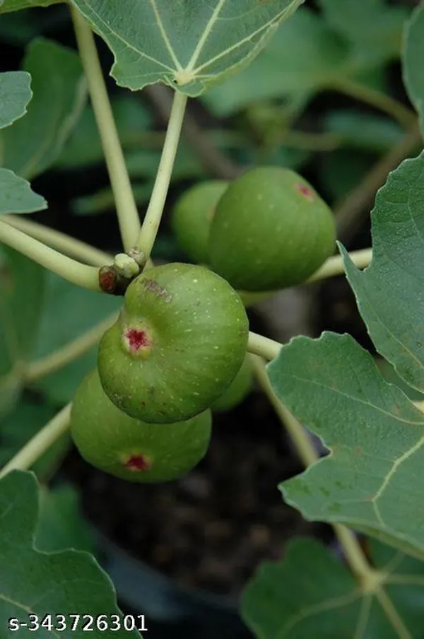 Fig_fruit_plant