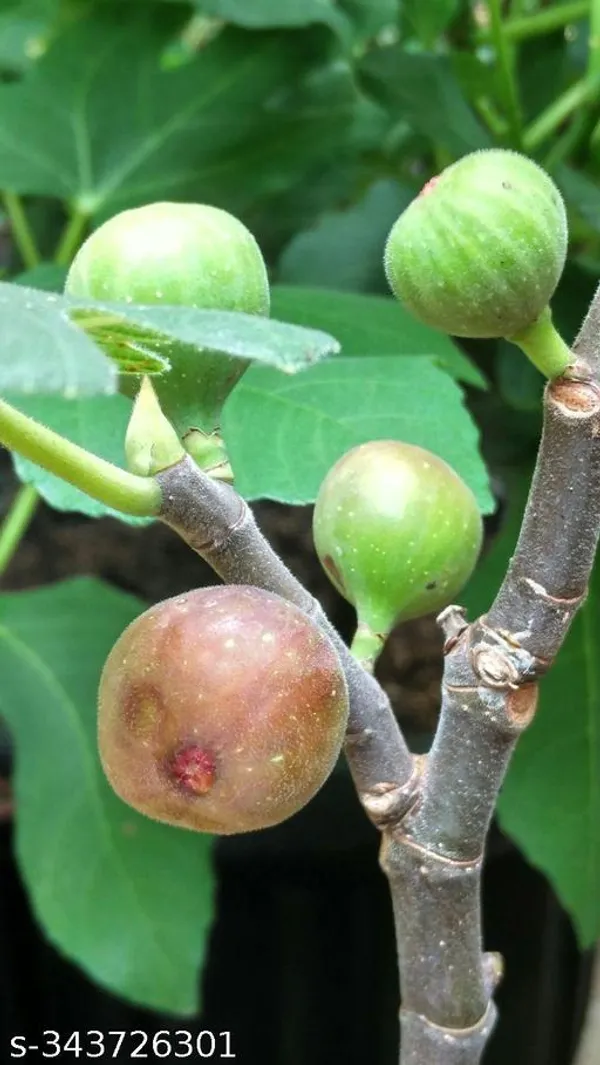 Fig_fruit_plant