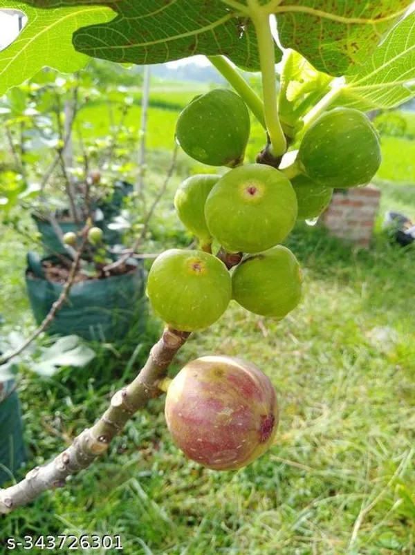 Fig_fruit_plant