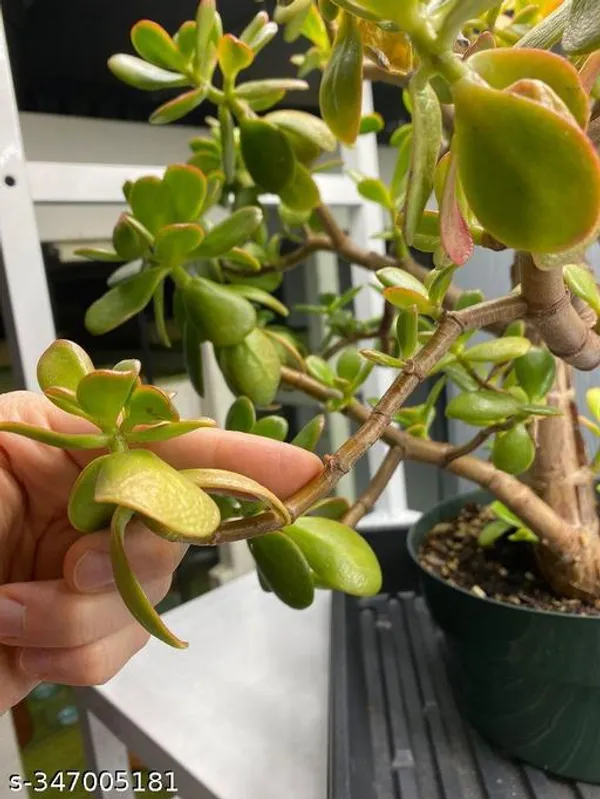 Crassula_plant