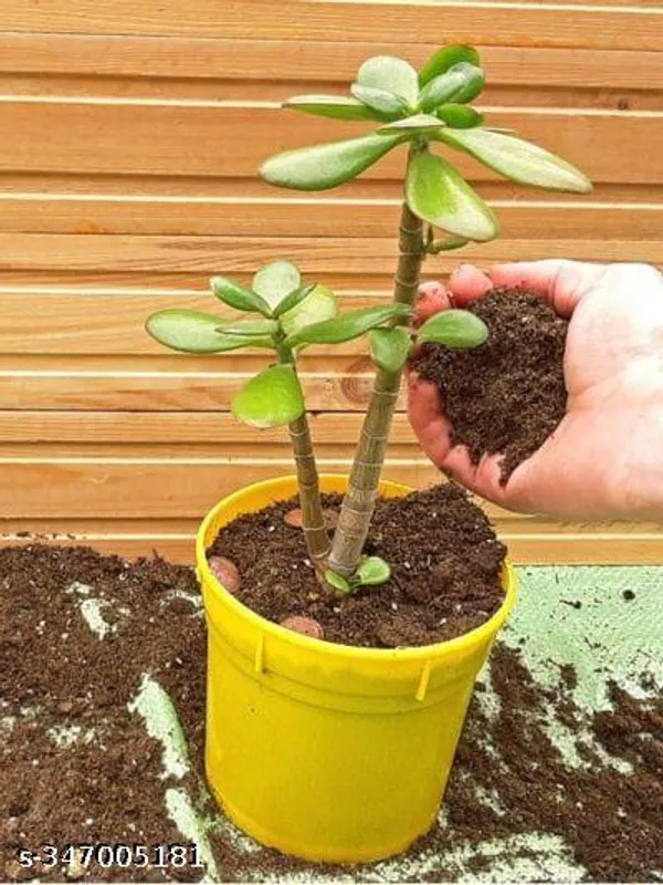Crassula_plant