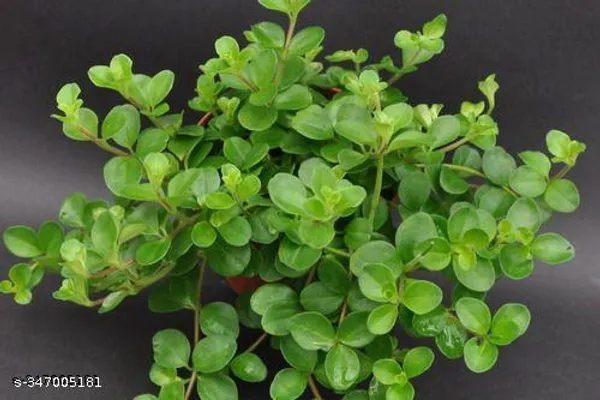 Crassula_plant