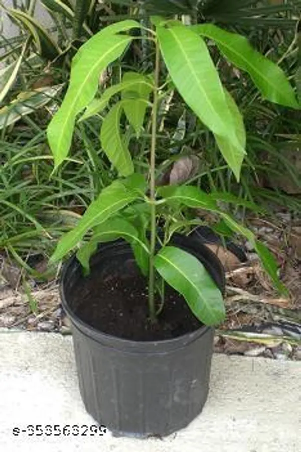 Indian_Mango_Fruit_plant