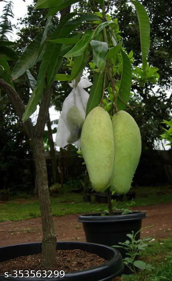 Indian_Mango_Fruit_plant