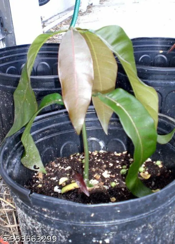 Indian_Mango_Fruit_plant