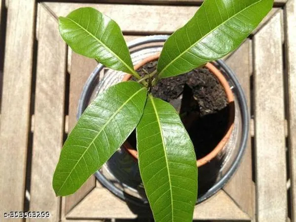 Indian_Mango_Fruit_plant
