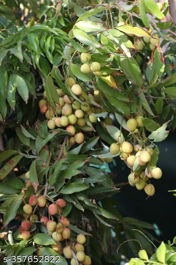 Litchi_plant