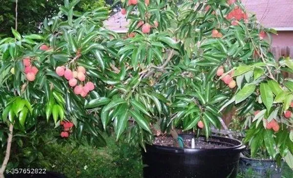 Litchi_plant