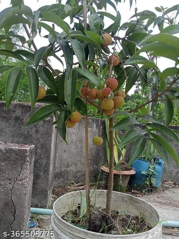 Indian_Litchi_plant
