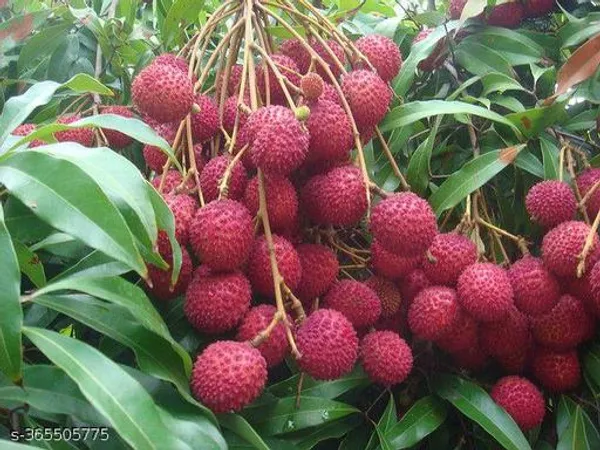Indian_Litchi_plant