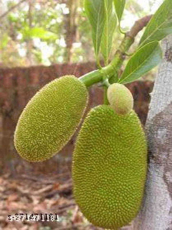 Indian_Jackfruit_plant_(Hybrid)
