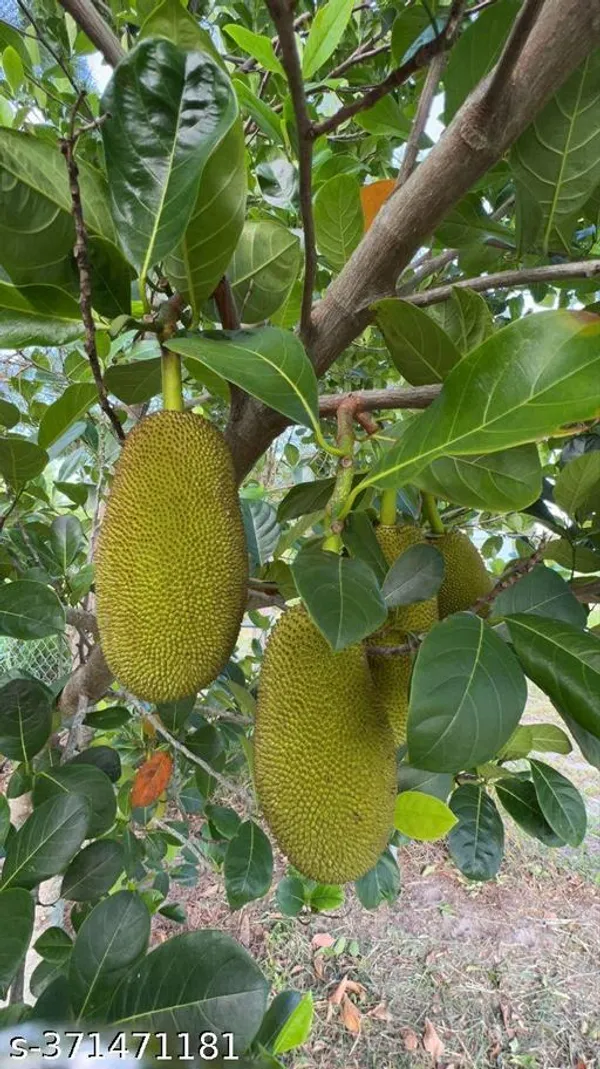 Indian_Jackfruit_plant_(Hybrid)