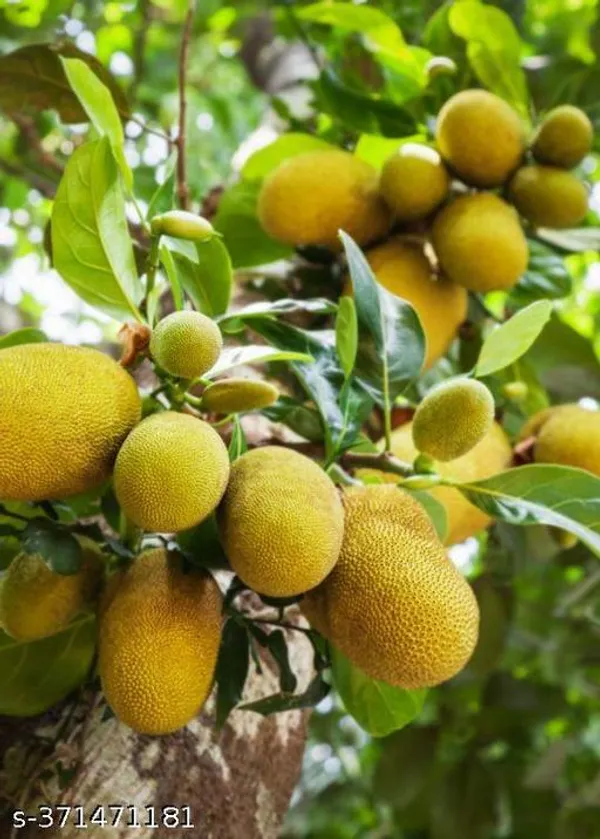 Indian_Jackfruit_plant_(Hybrid)