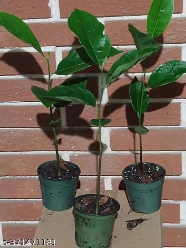 Indian_Jackfruit_plant_(Hybrid)