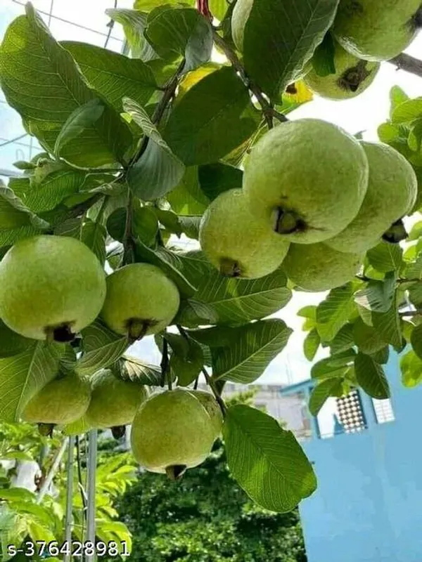 Indian_Guava_Fruit_Plant