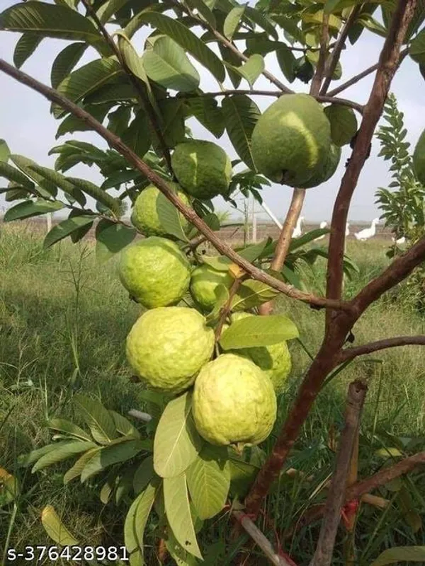 Indian_Guava_Fruit_Plant