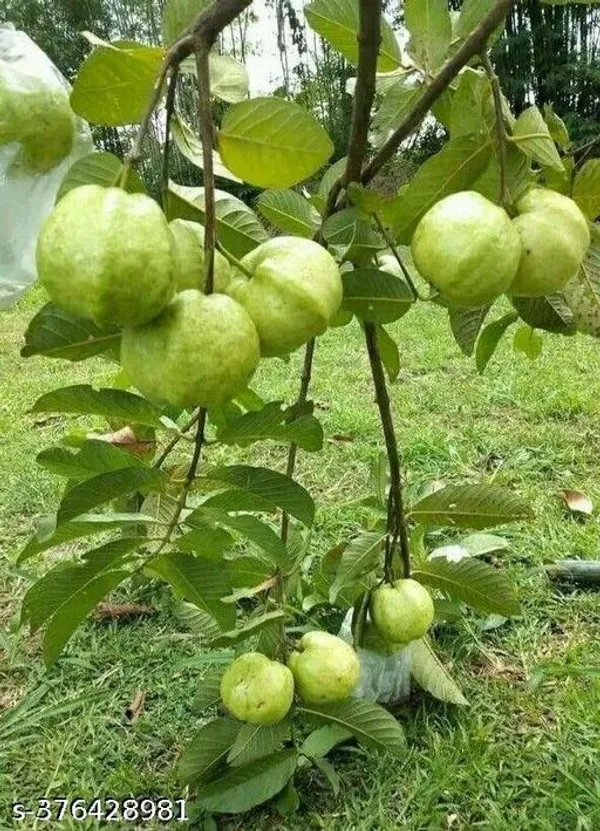 Indian_Guava_Fruit_Plant