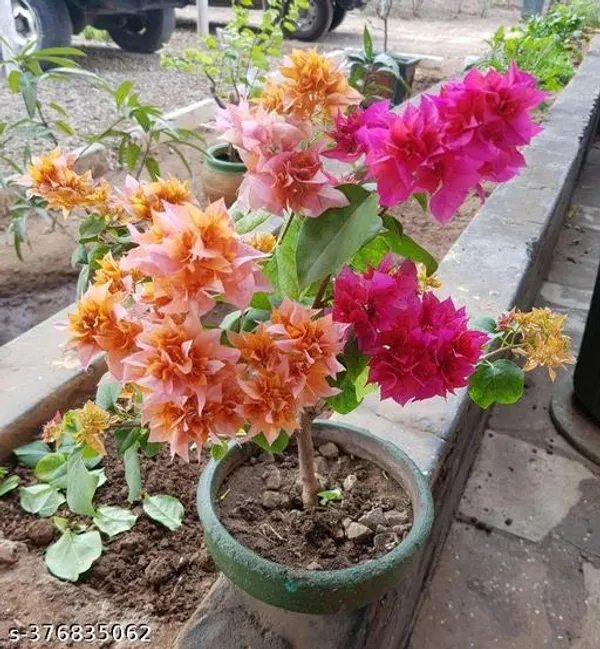 Bogan_villa_Flower_plant