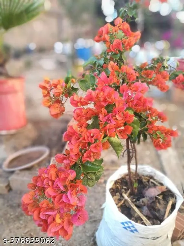 Bogan_villa_Flower_plant