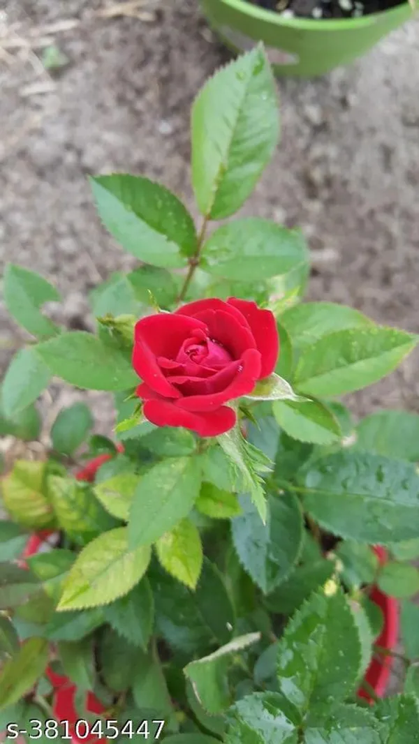 Red_Rose_plant
