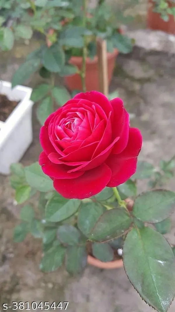 Red_Rose_plant