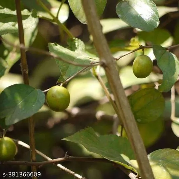 Indian_Jujube_Fruit_Plant
