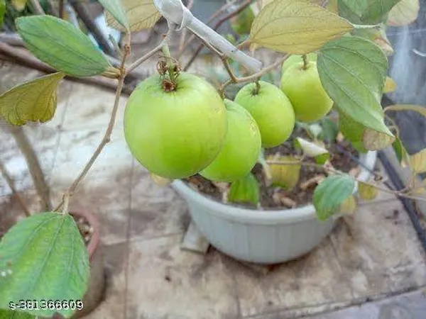 Indian_Jujube_Fruit_Plant
