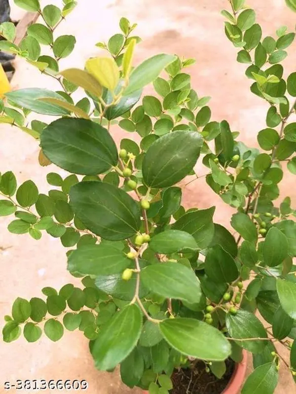 Indian_Jujube_Fruit_Plant