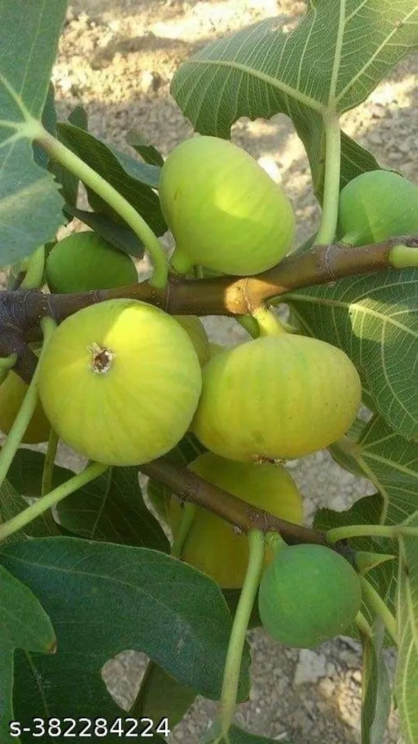 Indian_Fig_Fruit_Plant