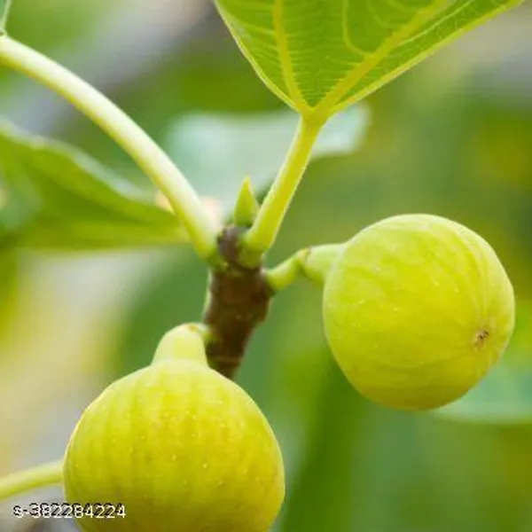 Indian_Fig_Fruit_Plant