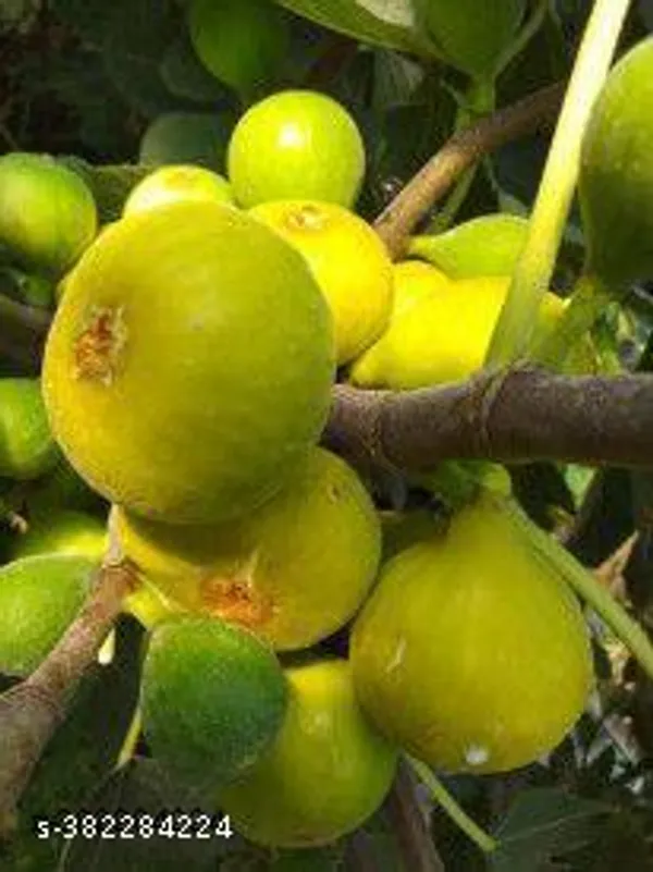 Indian_Fig_Fruit_Plant