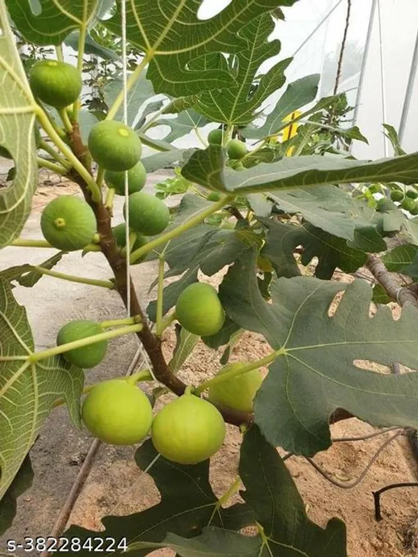 Indian_Fig_Fruit_Plant