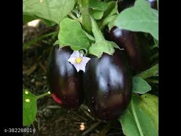 Brinjal_seeds_(eggplant_50_seeds_plant)
