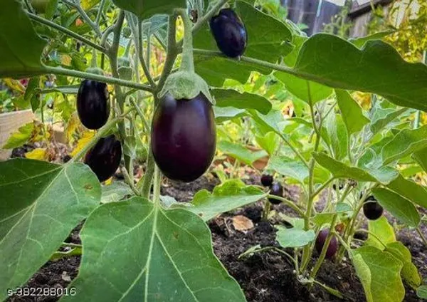 Brinjal_seeds_(eggplant_50_seeds_plant)