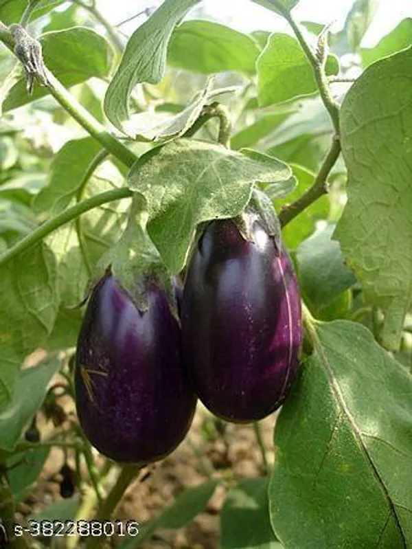 Brinjal_seeds_(eggplant_50_seeds_plant)
