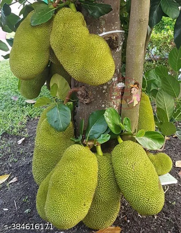 Indian_Jackfruit_plant_(Hybrid)_(Pack_of_1)