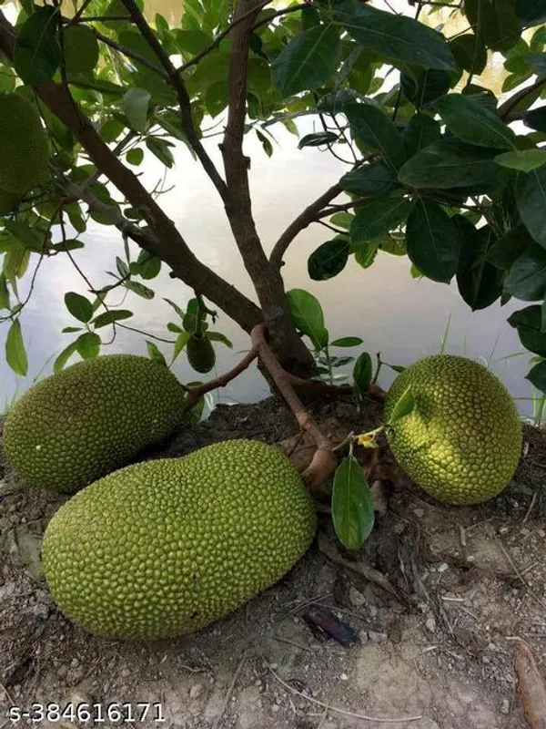 Indian_Jackfruit_plant_(Hybrid)_(Pack_of_1)