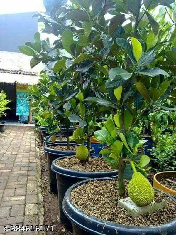 Indian_Jackfruit_plant_(Hybrid)_(Pack_of_1)
