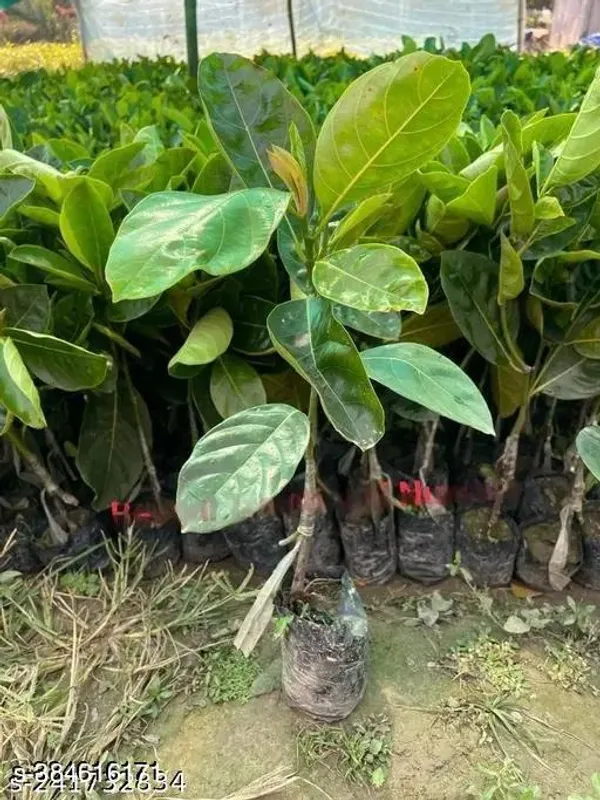 Indian_Jackfruit_plant_(Hybrid)_(Pack_of_1)