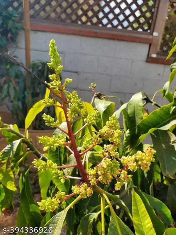 Amereca_Mango_Fruit_Plant