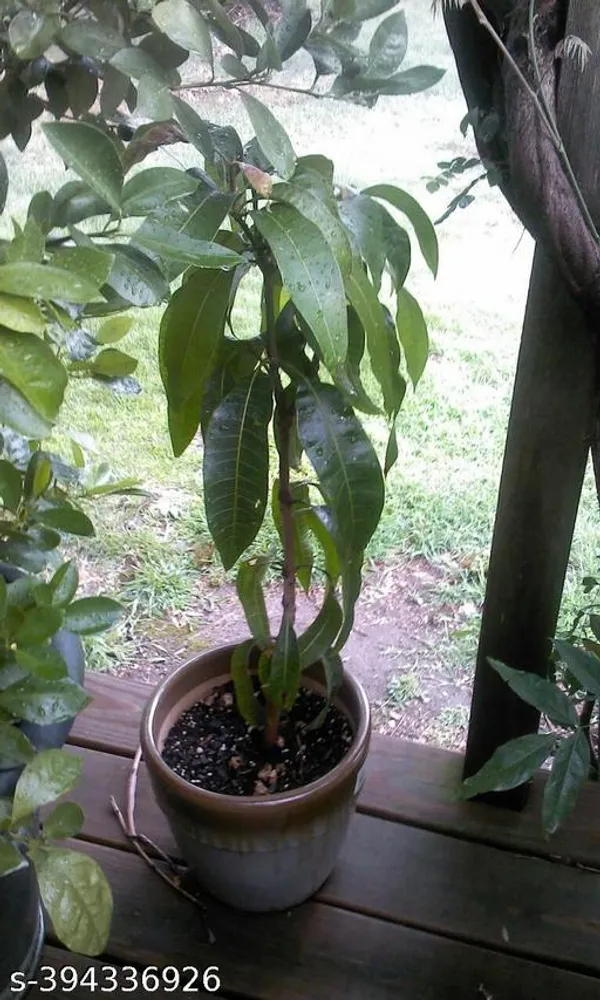 Amereca_Mango_Fruit_Plant