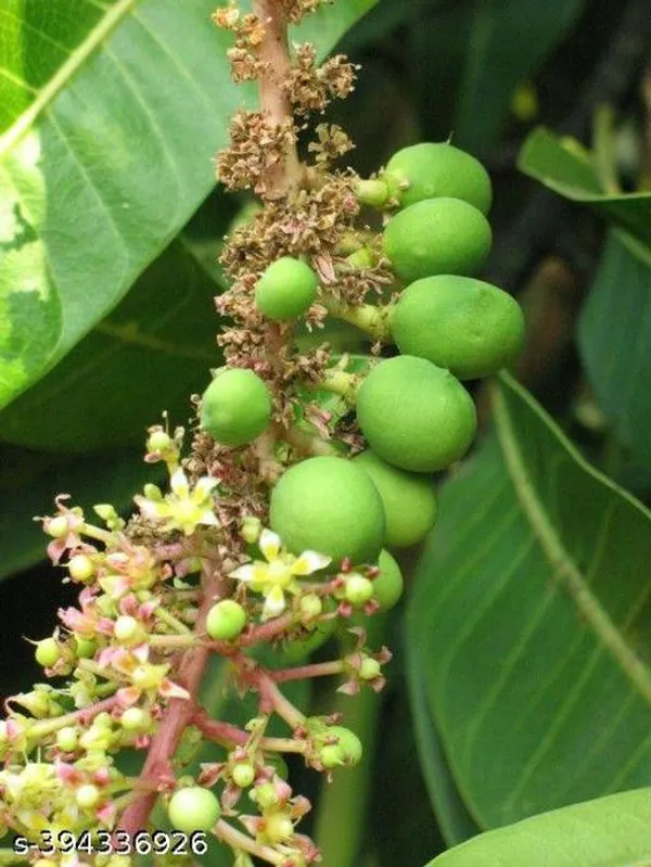 Amereca_Mango_Fruit_Plant