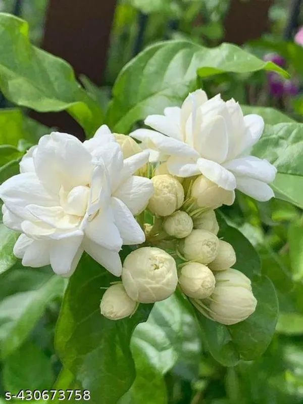 Beli_Flower_plant_(Mogra_plant)