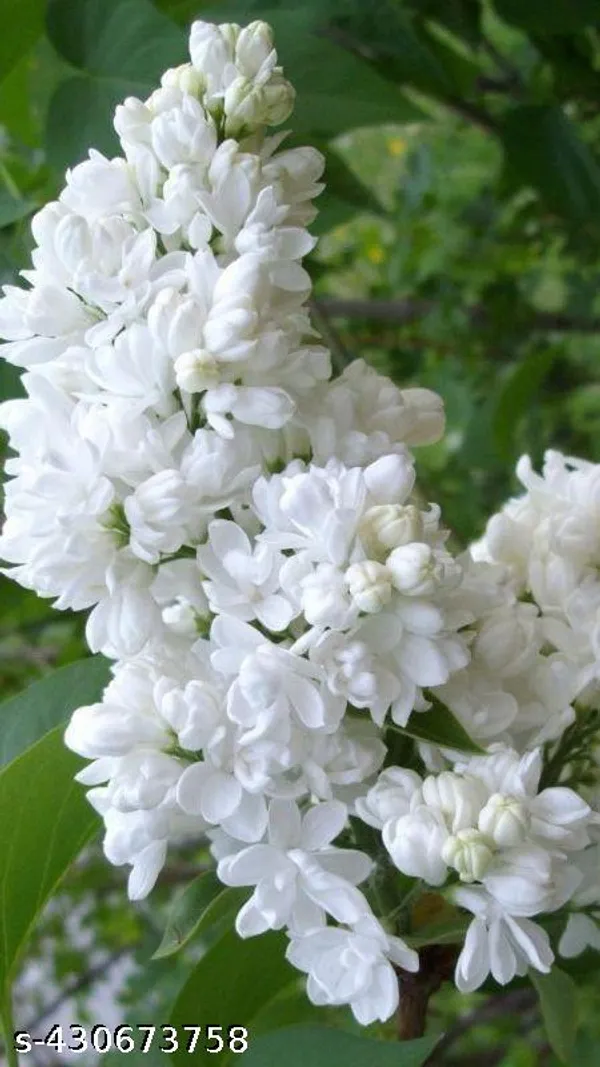 Beli_Flower_plant_(Mogra_plant)