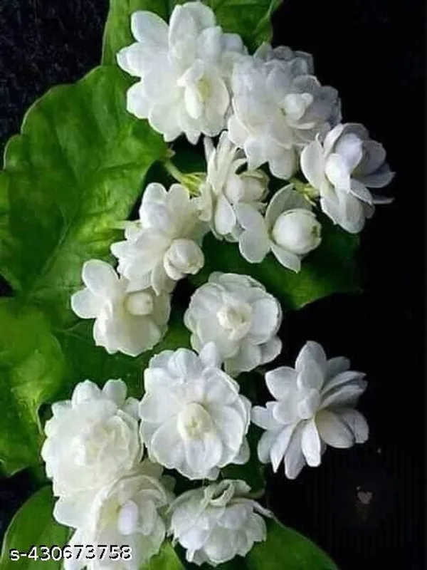 Beli_Flower_plant_(Mogra_plant)