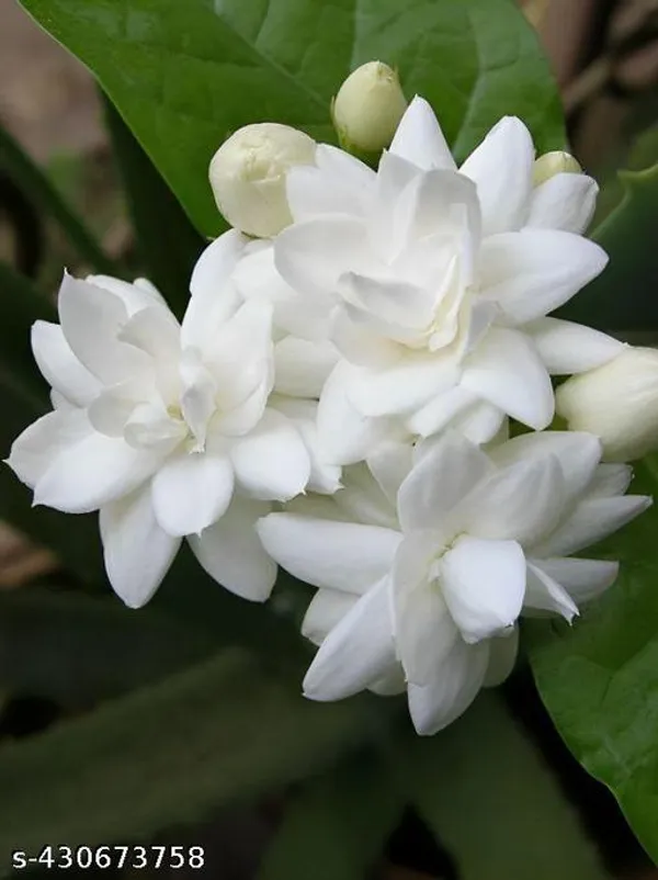 Beli_Flower_plant_(Mogra_plant)