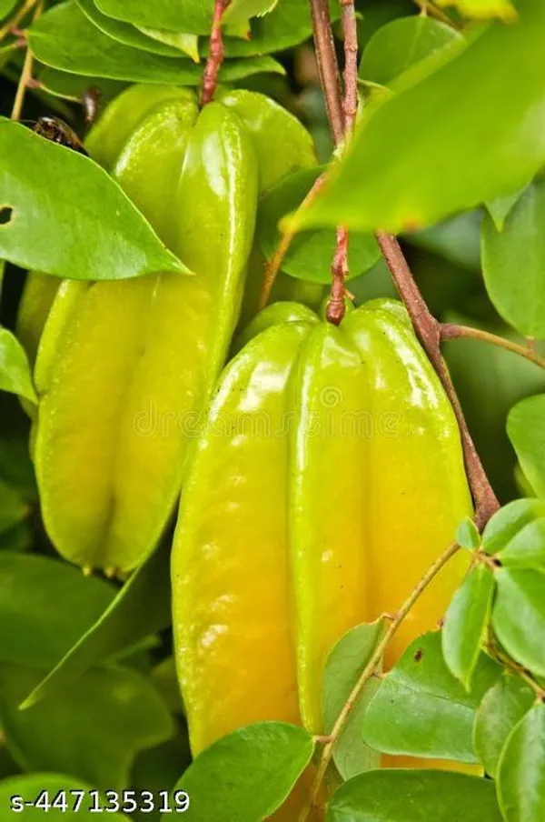 Star_Fruit_Plant_(kambola_Fruit_Plant_Hybrid)