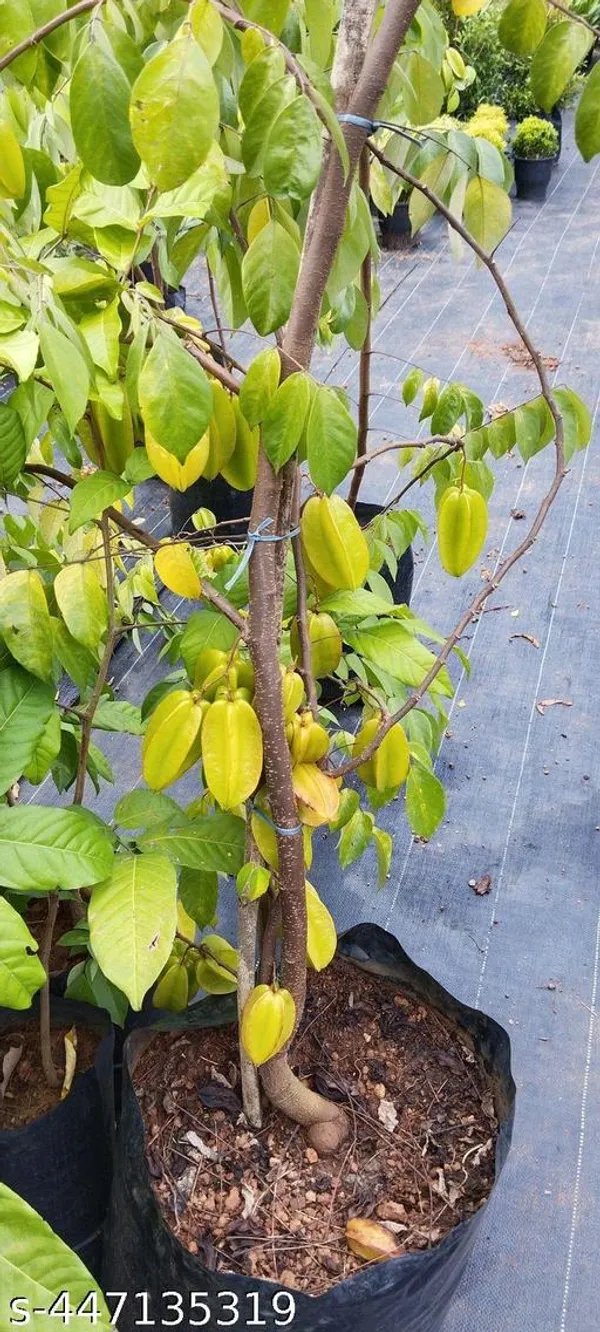 Star_Fruit_Plant_(kambola_Fruit_Plant_Hybrid)