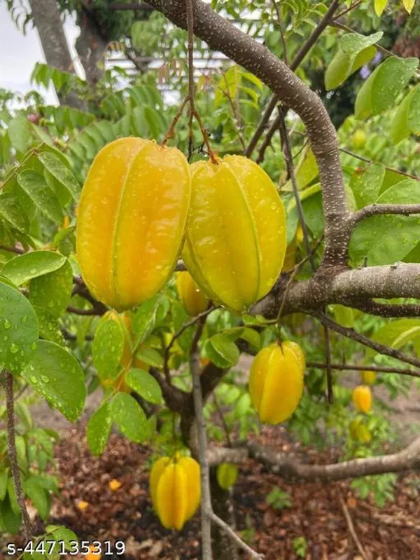 Star_Fruit_Plant_(kambola_Fruit_Plant_Hybrid)