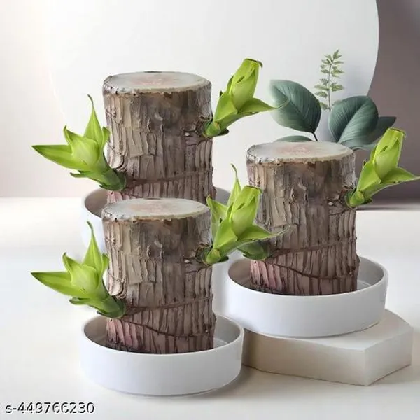 Brazil_lucky_Bamboo